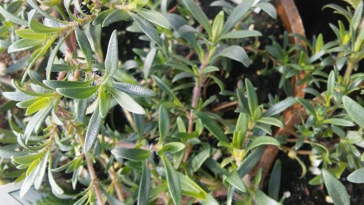 Thyme