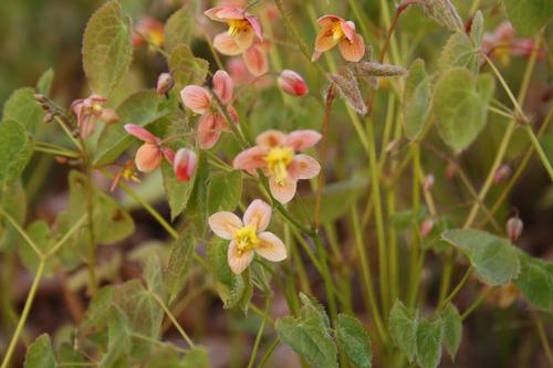Epimedium pubigerum
