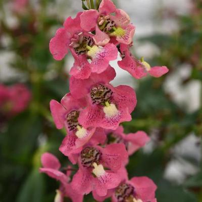 Angelonia