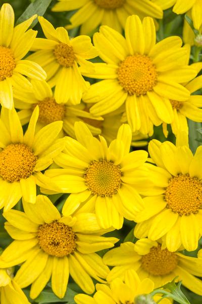 Argyranthemum