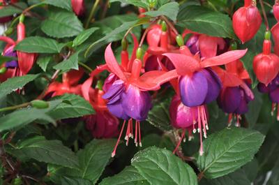 Fuchsia