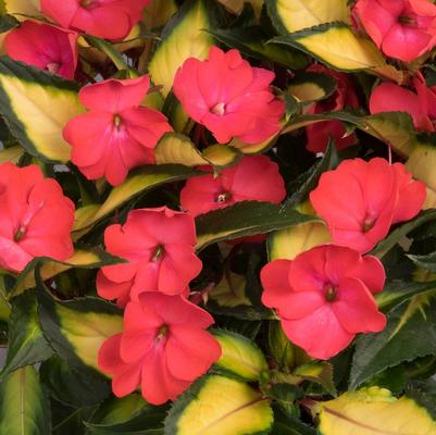 Impatiens
