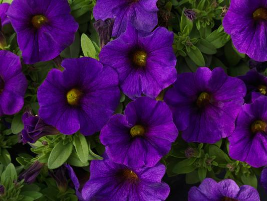Petunia