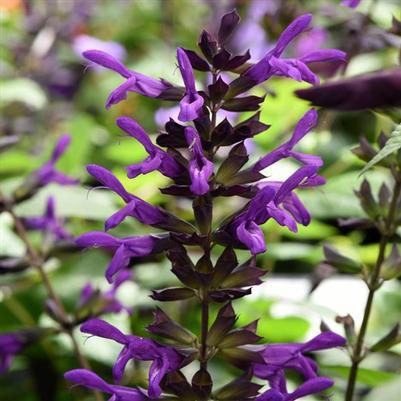 Salvia guaranitica