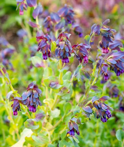 Cerinthe purpurascens