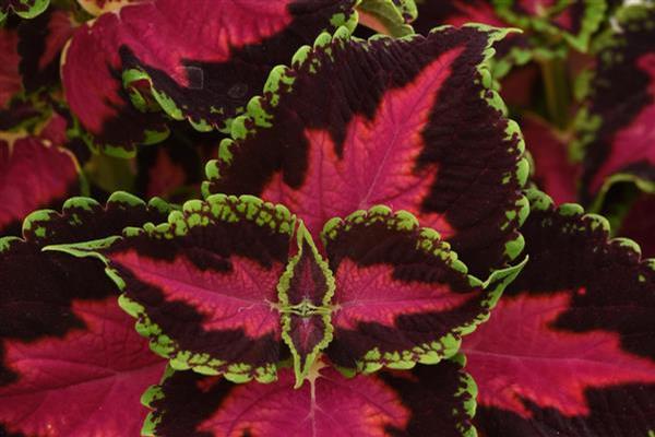 Coleus