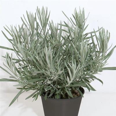 Helichrysum