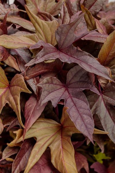Ipomoea batatus