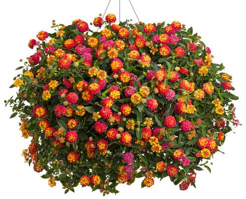Lantana