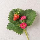 Strawberry 'Summer Breeze Cherry Blossom' - photo courtsey of Johnnys