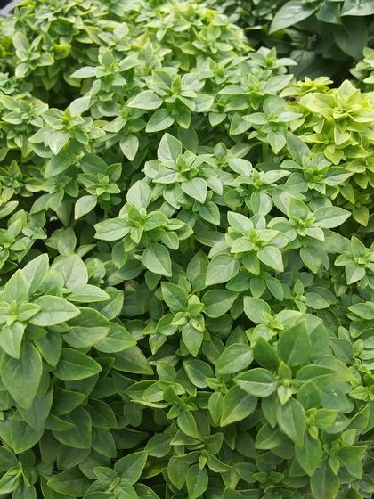 Basil