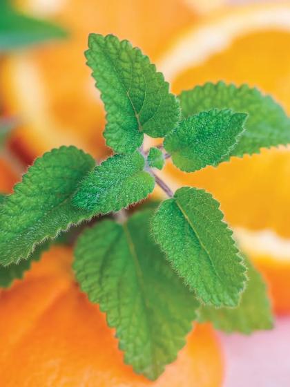 Lemon Balm