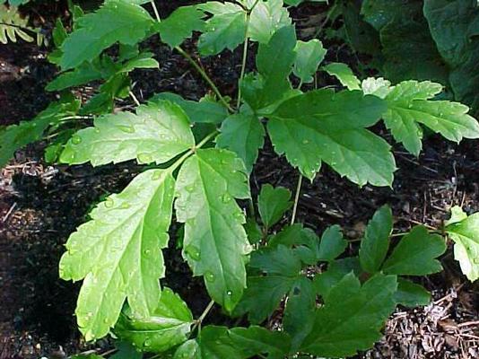 Actaea pachypoda