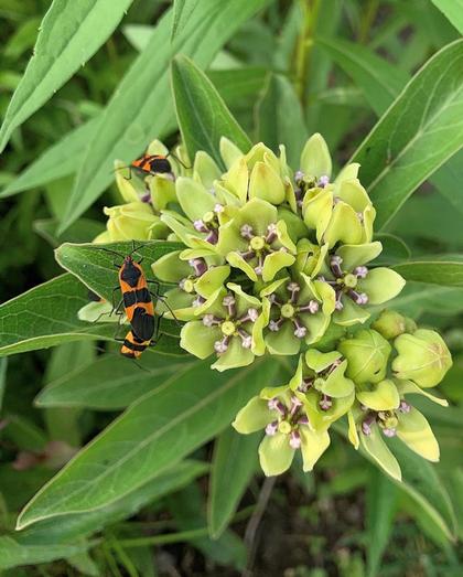 Asclepias viridis