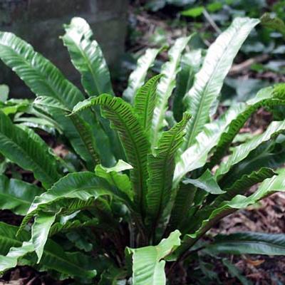 Asplenium scolopendrium