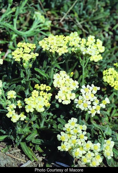Achillea