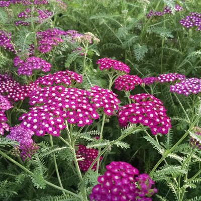Achillea