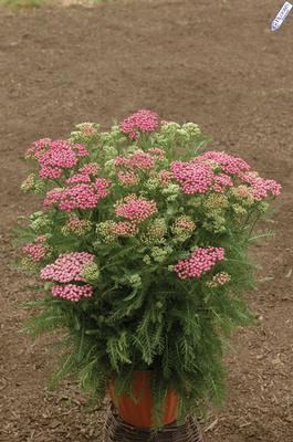Achillea