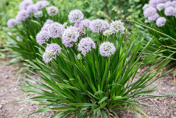 Allium