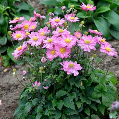 Anemone hupehensis