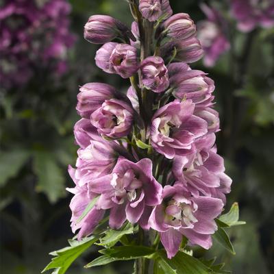 Delphinium e.