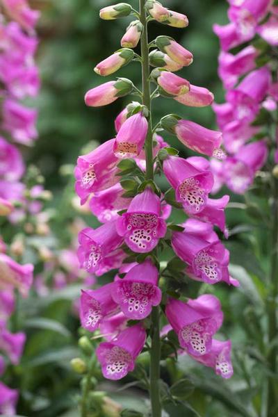 Digitalis