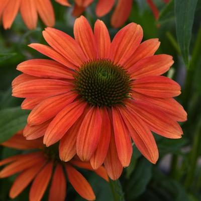 Echinacea x hybrida