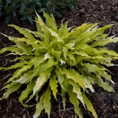 Hosta