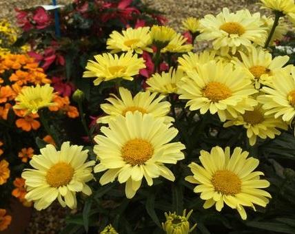 Leucanthemum