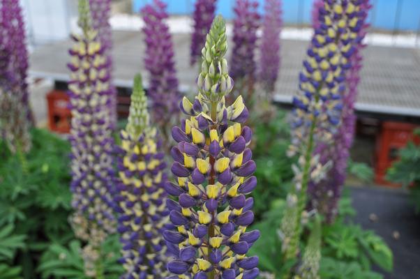 Lupinus