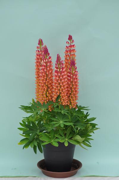 Lupinus