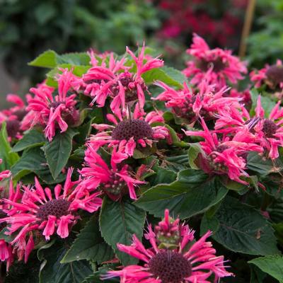 Monarda