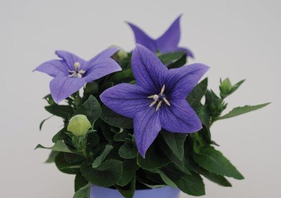 Platycodon