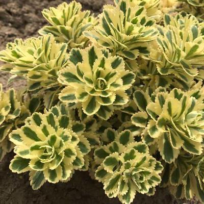 Sedum takesimense