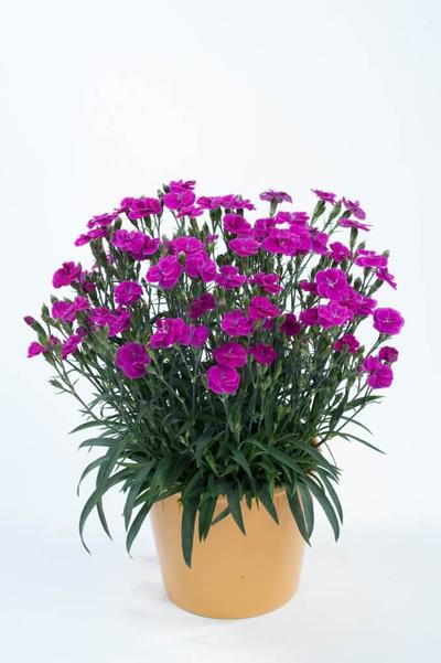 Dianthus