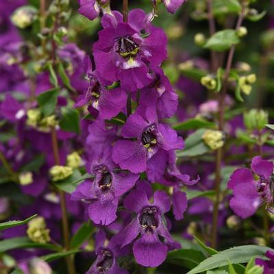 Angelonia