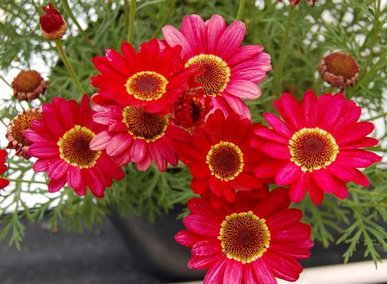 Argyranthemum