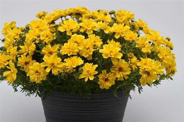 Bidens
