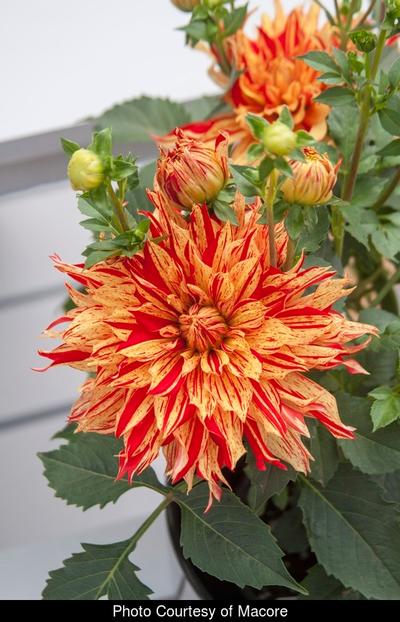 Dahlia