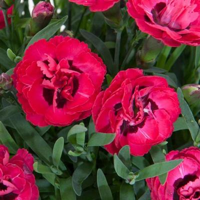 Dianthus