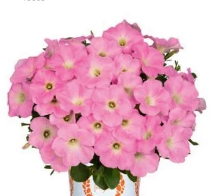 Petunia
