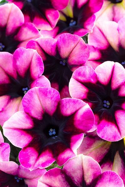 Petunia
