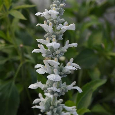 Salvia x