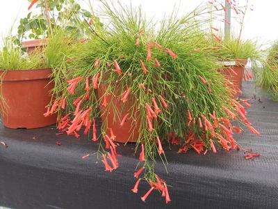 Russelia equisetiformis 'Firecracker Plant' - from Rush Creek Growers