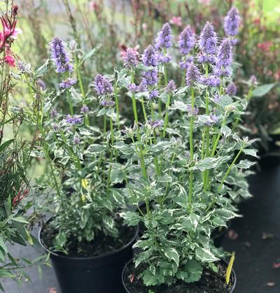 Agastache