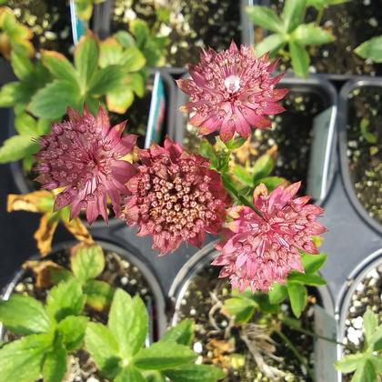 Astrantia