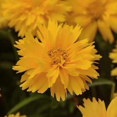Coreopsis grandiflora