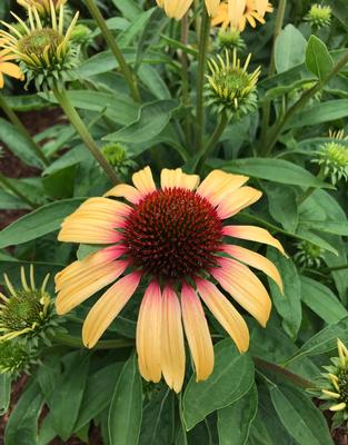Echinacea