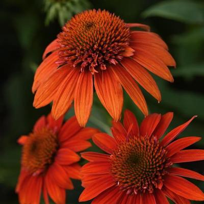 Echinacea x hybrida