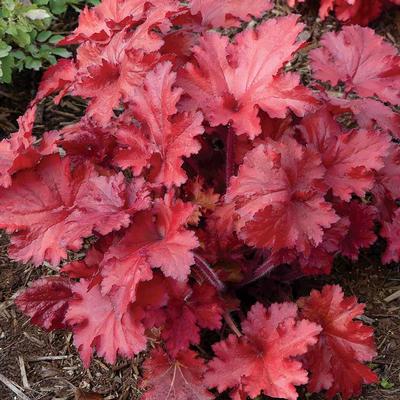 Heuchera